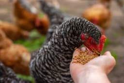 Poultry and Feeds Case Study
